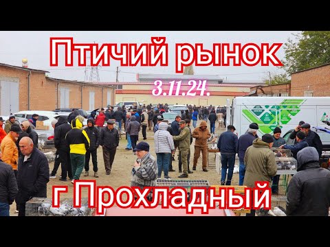 Видео: Голуби цены Птичий рынок г Прохладный