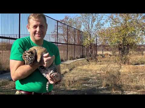 Видео: У меня был ШОК! Олег Зубков зашел к четырем ДИКИМ ТИГРАМ с тигрёнком на руках!
