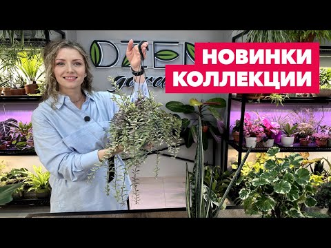 Видео: Новые комнатные растения в коллекции » Красная Нива и Совместная закупка