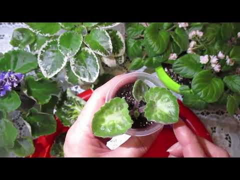Видео: Сажаем лист  и пасынок фиалки!Спасаем сорт  который потерял точку роста!