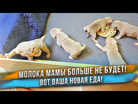 Видео: Не все щенки сразу поняли, что им дали корм! 😲 Щенки первый раз в жизни едят из миски.