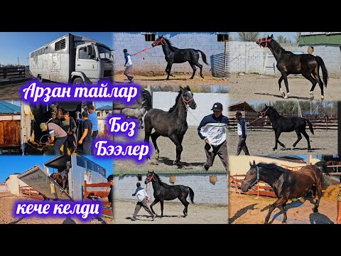 Видео: НОВЫЕ ЛОШАДИ ПРИБЫЛИ ИЗ ПОЛЬШИ 😍 МНОГО ЛОШАДЕЙ 😍👍👍👍