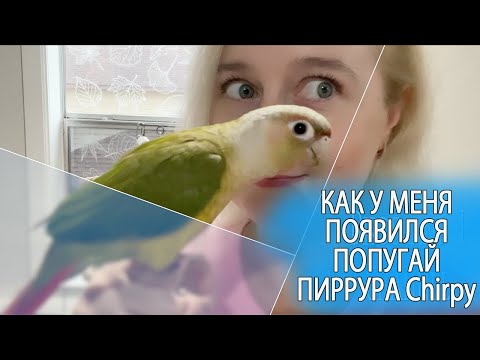 Видео: КАК У НАС ПОЯВИЛСЯ ПОПУГАЙ ПИРРУРА ПО ИМЕНИ CHIRPY (ЧЁРПИ)