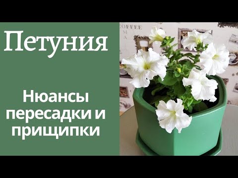 Видео: Какой объём горшка и какую почву выбрать для петунии. Правильная прищипка.