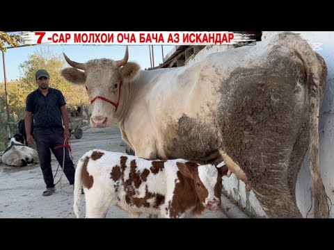 Видео: 12 сентября 2025 г.