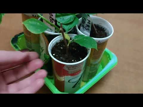 Видео: Зимовка бугенвиллей. Как сохранить растение?