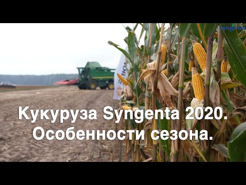 Видео: Кукуруза Syngenta 2020. Особенности сезона.