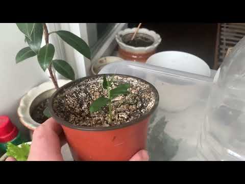 Видео: Как вырастить оливу из косточки, проращивание косточек оливы