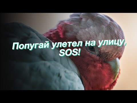 Видео: Попугай улетел на улицу, SOS!