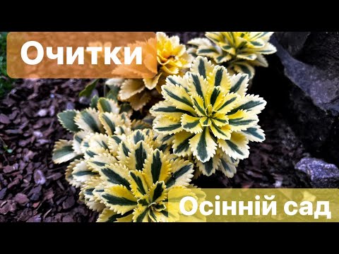 Видео: ОЧИТКИ В ОСІННЬОМУ САДУ🍂🍁