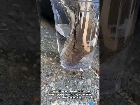Видео: Как же пьют змеи? #змея #snake