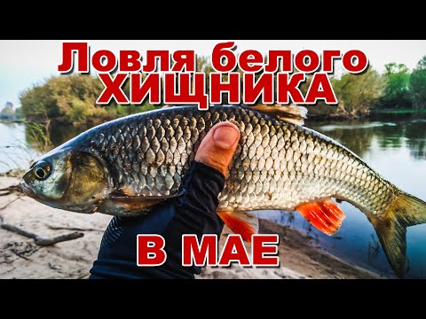 Видео: Ловля белого хищника в мае | Голавль и жерех на колебалки и воблеры | Открыл голавлиный сезон 2021