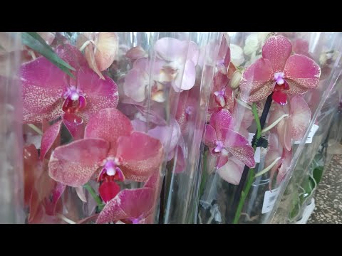 Видео: Роскошный завоз орхидей в с.ц.Долина роз( Махачкала) от 400р- шок- цена!.