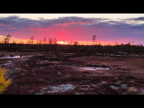 Видео: Весенняя охота часть1.  07.05.22 в Архангельской области  Проверка болота весной у моря.
