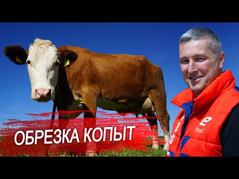 Видео: Как обрезать копыта корове? Рассказываем все о профилактике хромоты у крупного рогатого скота.