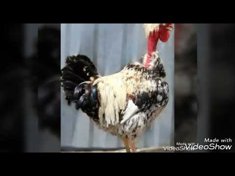 Видео: Голошейки. Голошейные куры. Разведение, содержание голошеек, голошейные кур