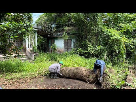 Видео: Возрождение заброшенного дома за 50 лет — Удивительное преображение при уборке