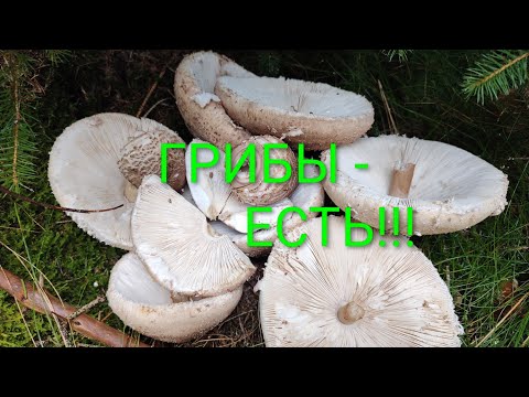 Видео: 28 СЕНТЯБРЯ.   ГРИБЫ -  ЕСТЬ!!!