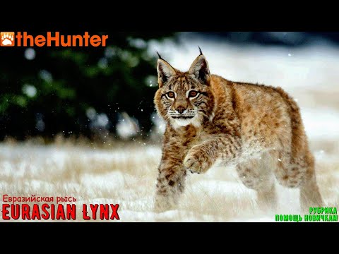 Видео: ♢ theHunter Classic ➫ Рубрика: Помощь новичкам ➫ Eurasian Lynx part I ♢