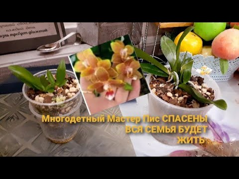 Видео: Реанимация Орхидеи Многодетной  Мастер_Пис можно считать успешной/Мамки бабушки детки будут жить
