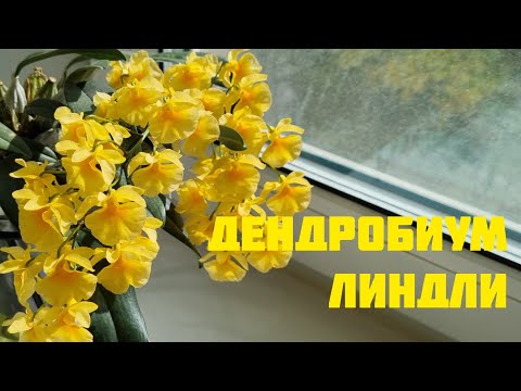 Видео: Дендробиум Линдли(уход). Ну и немного моих цветущих фаленопсисов.