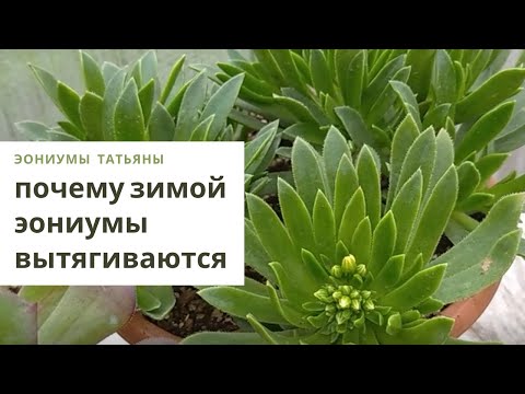 Видео: Почему эониумы вытягиваются и что с этим делать. Уход в домашних условиях