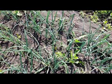 Видео: Лук. Челлендж. Бандур. Аклонифен.