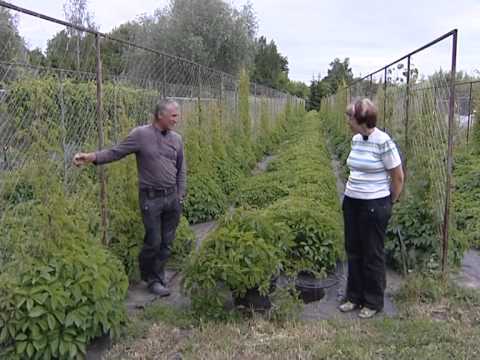 Видео: Ивы и лианы