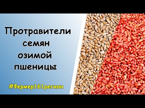 Видео: Протравители семян озимой пшеницы