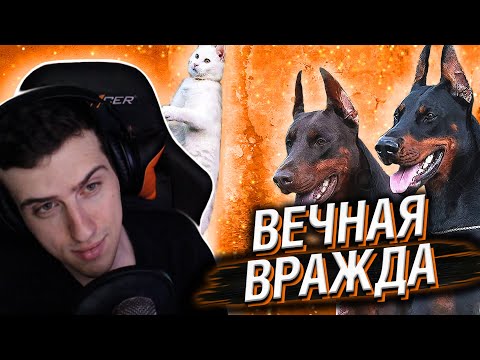 Видео: Hellyeahplay смотрит: Вот Почему Кошки Ненавидят Собак