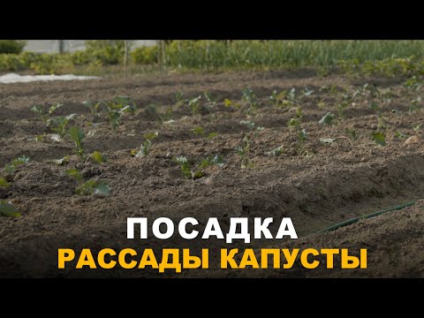 Видео: ОГРОМНЫЕ КОЧАНЫ КАПУСТЫ. Посадка рассады в открытый грунт.