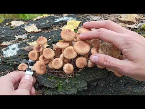 Видео: Сбор осенних опят КРУПНЫМ ПЛАНОМ.