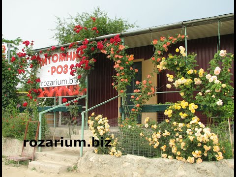 Видео: Обрезаем розу  в форме шраба , питомник роз полины козловой, rozarium.biz  Pruning the rose shrub