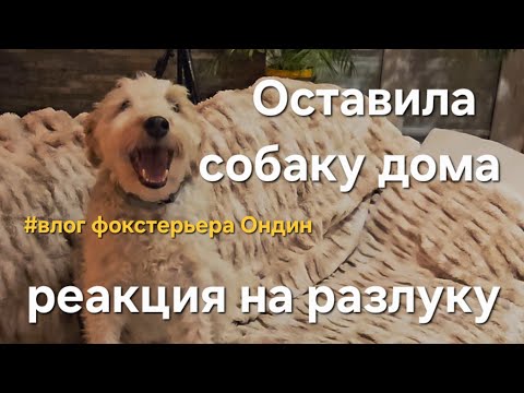 Видео: Реакция моей собаки на разлуку. Страх оставаться дома одной.