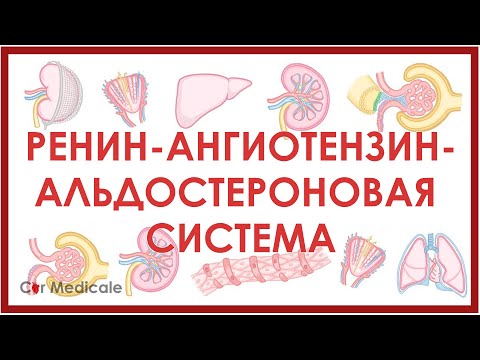 Видео: Ренин-ангиотензин-альдостероновая система: что такое, механизм действия, гормоны/компоненты