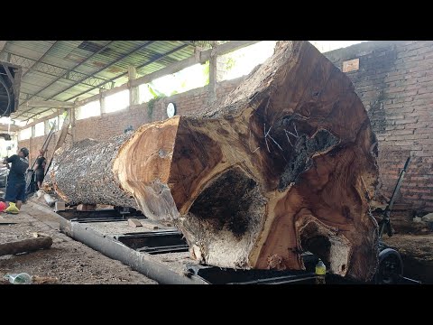 Видео: Креативно и потрясающе! Они превратили огромные деревья в уникальные деревянные плиты.