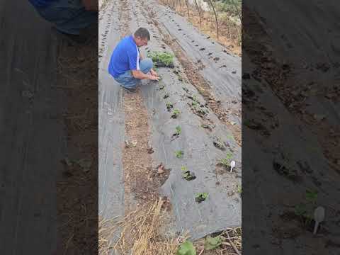 Видео: Сажаем кассетную. Собираем угоду.