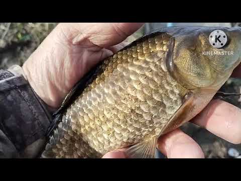 Видео: Рыбалка в Казахстане!!!!!Закрыл сезон ловли карася на маховую удочку.