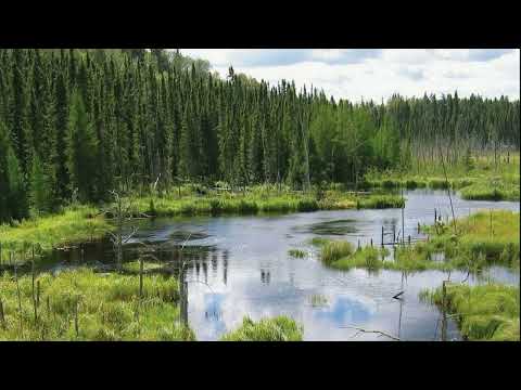 Видео: ПЕРЕХОД ПО ТОПЯМ БОЛОТ ИЛИ ОПАСНЫЕ ЛОВУШКИ