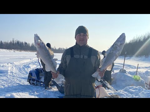 Видео: РЫБА ЛОВИТЬСЯ СТАБИЛЬНО. РЫБАЛКА НА СУДАКА. РЕКА ЧУЛЫМ. ЧАСТЬ 3.
