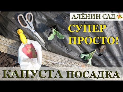 Видео: САМЫЙ ПРОСТОЙ способ посадки капусты на черный спанбонд!