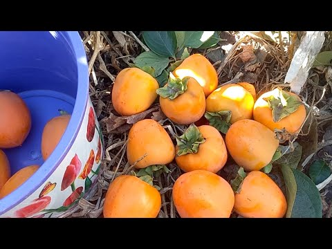 Видео: Хурма Хачия 2023г.  Часть 2.