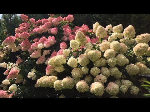 Видео: Гортензии. 25.08.2023.