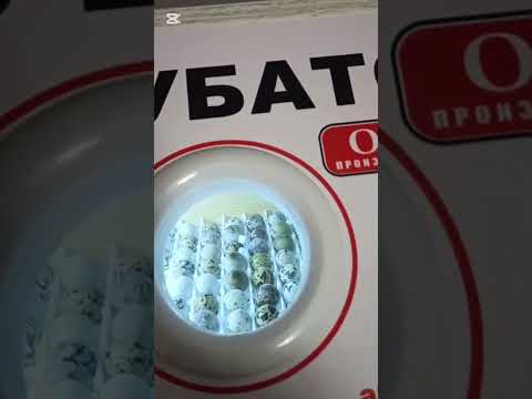 Видео: Бедана бизнеси 