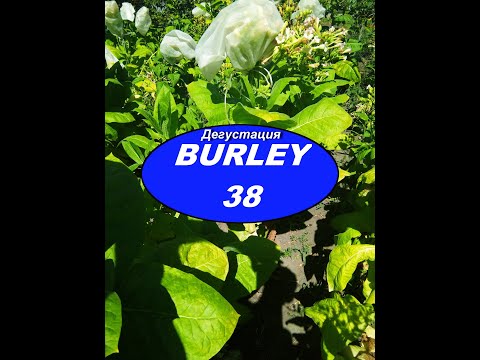 Видео: Дегустация сорта Burley 38