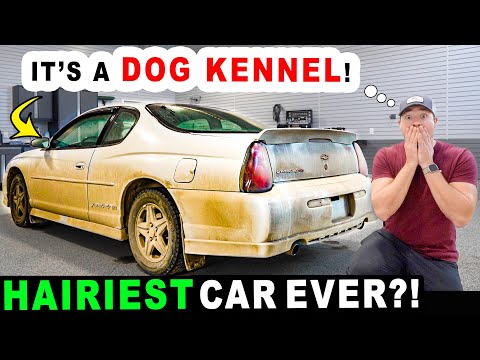 Видео: Чистим самую НЕВЕРОЯТНО волосатую машину!