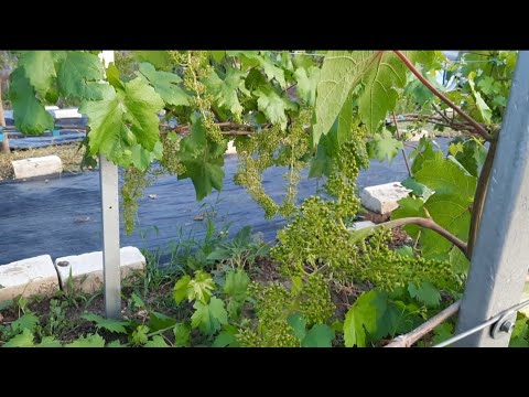 Видео: Обработка и полив винограда во время цветения, плохое развитие саженца