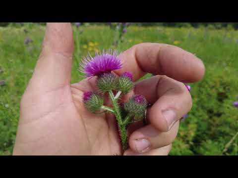 Видео: Луговое разнотравье Сибири, 2021, мёд с дикоросов, Пасека Старчевских
