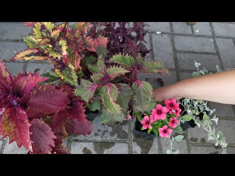 Видео: Композиции с колеусом