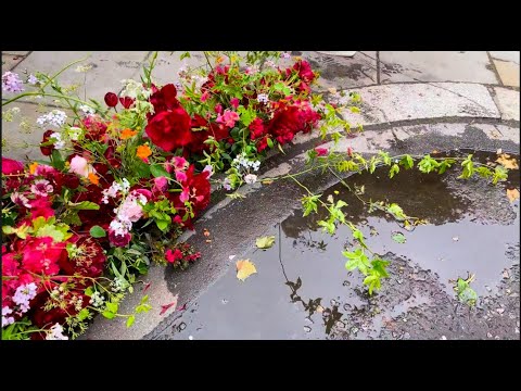 Видео: Челси 2024 -  Chelsea Flower Show 2024 (Part  1 )- Выставка Цветов В Челси  (1 Часть) #chelsea2024